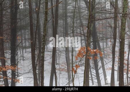 Foggy deciduous hardwood forest in snowy central Michigan, USA Stock Photo