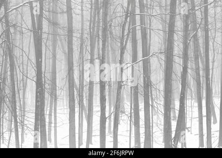 Foggy forest and snow in November in central Michigan, USA Stock Photo