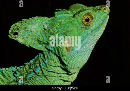 The plumed basilisk (Basiliscus plumifrons), also called commonly the green basilisk, the double crested basilisk, or the Jesus Christ lizard, is a sp Stock Photo