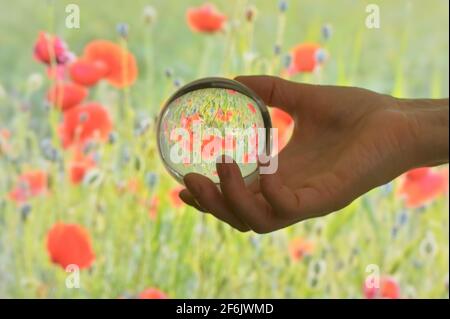 A Glass Lens ball and Field of poppies in summer Stock Photo
