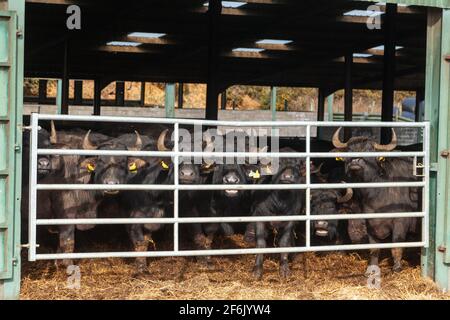 Puddledub buffalo looking out from a shed gate. Stock Photo