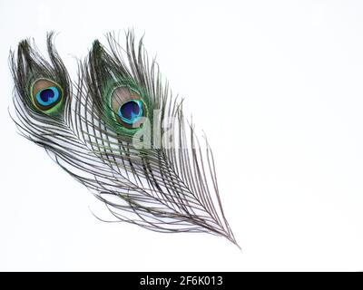 Clothing and home decoration. Peacock feathers on white background. Stock Photo