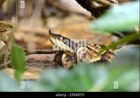 Hundred-pace pit viper or Chinese Moccasin (Deinagkistrodon acutus). Venomous snake living in Southeast Asia. Stock Photo