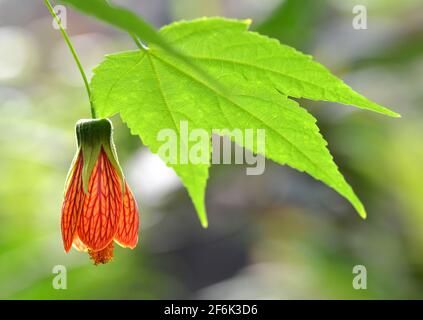 Blossoming Redvein abutilon ( Abutilon pictum ) or Indian mallow ,Chinese-lantern with green leaf close up. Stock Photo