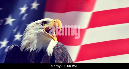 Portrait of a North American Bald Eagle (Haliaeetus leucocephalus) in the background USA flag.  United States of America patriotic symbols. Stock Photo