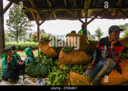 Ciwidey, Indonesia. 01st Apr, 2021. Workers rest after harvesting tea in Gambung. Research Institute For Tea And Cinchona (PPTK) Gambung is currently producing black tea and green tea which are ready to be exported abroad. Research Institute For Tea And Cinchona (PPTK) Gambung is currently producing black tea and green tea which are ready to be exported abroad. Credit: SOPA Images Limited/Alamy Live News Stock Photo