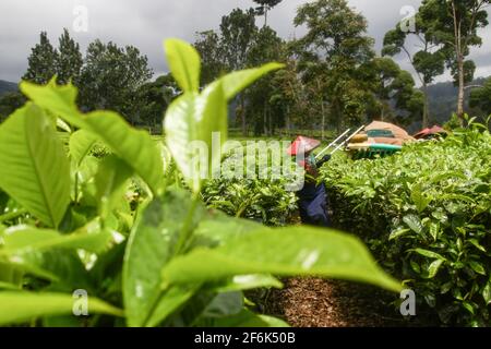 Ciwidey, Indonesia. 01st Apr, 2021. Women farmers harvest tea leaves in Gambung. Research Institute For Tea And Cinchona (PPTK) Gambung is currently producing black tea and green tea which are ready to be exported abroad. Research Institute For Tea And Cinchona (PPTK) Gambung is currently producing black tea and green tea which are ready to be exported abroad. Credit: SOPA Images Limited/Alamy Live News Stock Photo