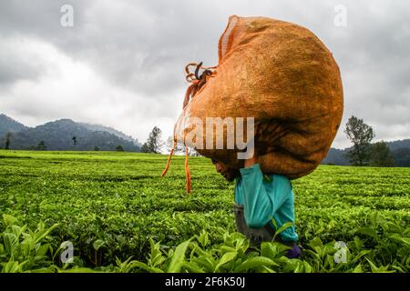 Ciwidey, Indonesia. 01st Apr, 2021. A workers carrying freshly harvested tea leaves in Gambung. Research Institute For Tea And Cinchona (PPTK) Gambung is currently producing black tea and green tea which are ready to be exported abroad. Research Institute For Tea And Cinchona (PPTK) Gambung is currently producing black tea and green tea which are ready to be exported abroad. Credit: SOPA Images Limited/Alamy Live News Stock Photo