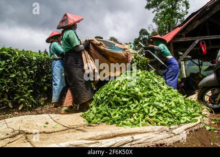 Ciwidey, Indonesia. 01st Apr, 2021. Workers collect freshly harvested tea leaves in Gambung. Research Institute For Tea And Cinchona (PPTK) Gambung is currently producing black tea and green tea which are ready to be exported abroad. Credit: SOPA Images Limited/Alamy Live News Stock Photo