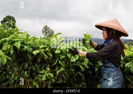 Ciwidey, Indonesia. 01st Apr, 2021. A woman farmer harvest tea leaves in Gambung. Research Institute For Tea And Cinchona (PPTK) Gambung is currently producing black tea and green tea which are ready to be exported abroad. Research Institute For Tea And Cinchona (PPTK) Gambung is currently producing black tea and green tea which are ready to be exported abroad. Credit: SOPA Images Limited/Alamy Live News Stock Photo