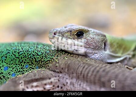 Moroccan eyed lizard (Timon tangitanus Stock Photo - Alamy