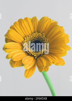 spring concept- yellow gerbera flower - daisy macro petals on white background Stock Photo