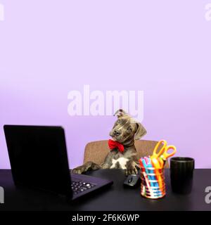 Dog in a bow tie in front of a computer. Humorous depiction of a boss pet. Dog working, dog at work at a computer desk. Stock Photo