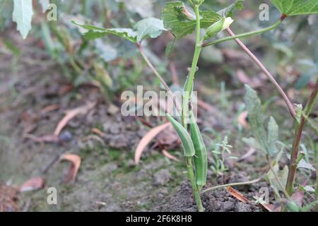 Lady Fingers plant growing in home garden, Fresh Okra  vegetable and lady fingers tree green in the field on background. Stock Photo