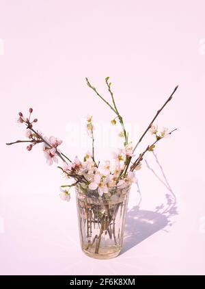 Sakura branches with delicate white fragrant flowers in a glass on a pastel pink background. Spring mood. Home interior decoration.. Stock Photo