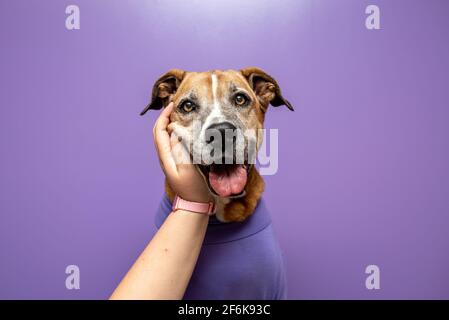 Dog in a sweater, dog at work with a purple wall. Pets at work concept, pets working like people. Stock Photo