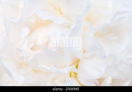 Delicate pale white peonies flowers close-up. Fragrant pink petals, abstract romance background, pastel and soft flower card Stock Photo