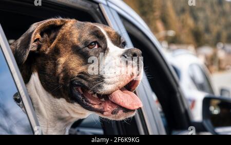 Adorable Female Boxer Dog with Face Out the Car Window Stock Photo