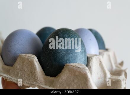 Eggs in a cardboard box are painted with natural dyes: red cabbage and hibiscus tea. Easter Stock Photo