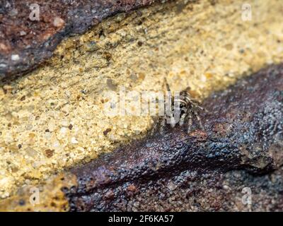 Zebra Jumping Spider on a Wall Stock Photo