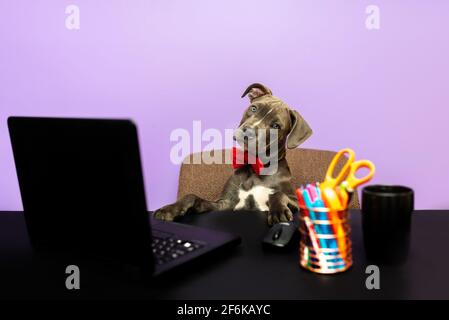 Dog in a bow tie in front of a computer. Humorous depiction of a boss pet. Dog working, dog at work at a computer desk. Stock Photo