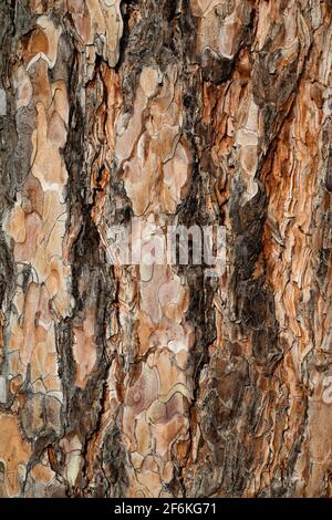 Natural wood bole trunk bark surface flat texture Stock Photo