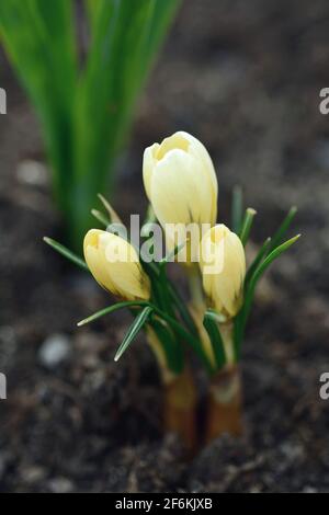 Growing spring yellow giant crocus (Crocus vernus) in the soil. Stock Photo