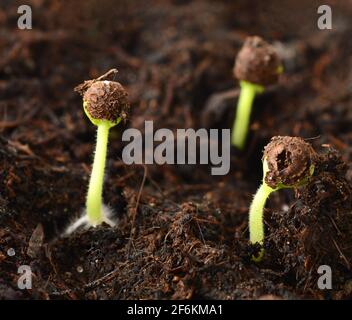 Macro shot of spring small growing seedlings from soil. Stock Photo