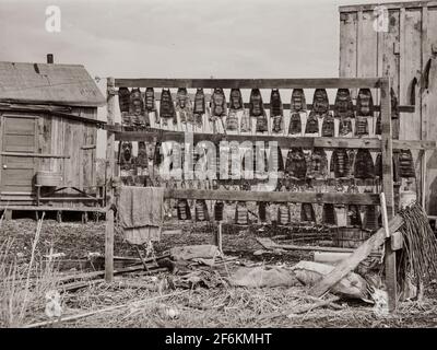 Muskrat skins hanging up to dry by Spanish trapper's home in the marshes. He then takes the furs to the island to sell. Delacroix Island, Saint Bernard Parish, Louisiana. 1941. Stock Photo