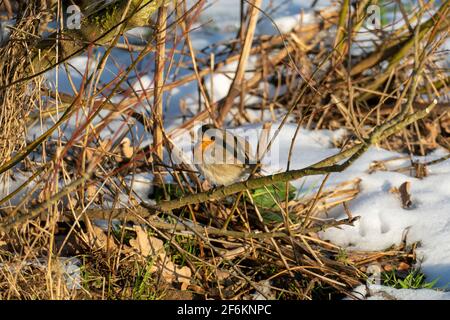 Rotkehlchen sitzt auf einem Ast im Schnee sein Fell ist aufgeblustert Stock Photo