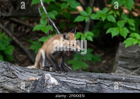 Fox kit yawns after waking up from its summer evening nap - on a log with a green leafy background Stock Photo