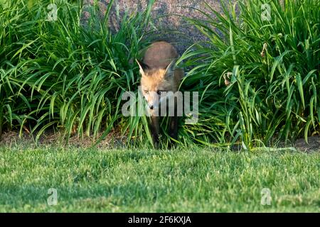 Red fox kit emerging from a hiding spot in the plants while playing hide and seek with its siblings Stock Photo