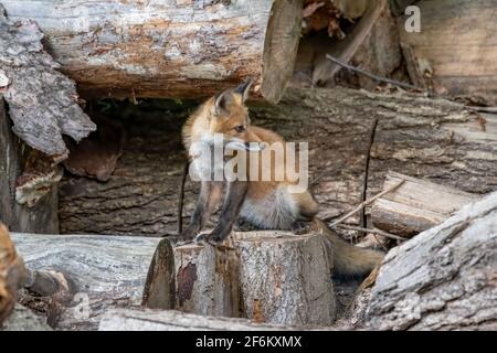 Red fox (Vulpes vulpes) kit playing in a wood pile looking for a chance to pounce on one of its siblings in Canada Stock Photo