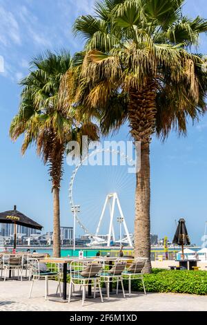 Dubai, UAE, 22.02.2021. Ain Dubai (Dubai Eye) tallest ferris wheel in the world on Bluewaters Island with JBR beach restaurant tables and palm trees. Stock Photo