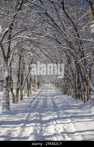 Thin branches of trees bent over the path. Winter road covered with snow extending into the distance. Curved plant trunks form a living arch. Stock Photo