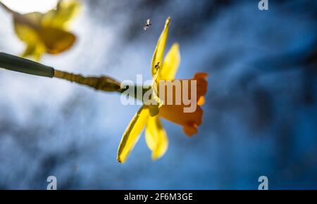 Close-up of a flowering Daffodil. Stock Photo