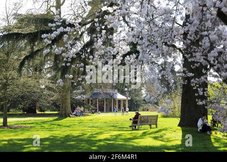 Spring blossom by the Great Pagoda in Kew Gardens, in west London, UK Stock Photo