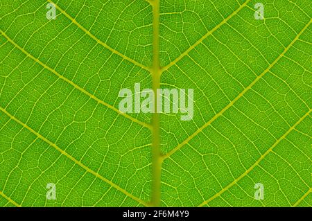 Green leaf background. Leaf texture. Macro photo. Abstract nature background. Stock Photo
