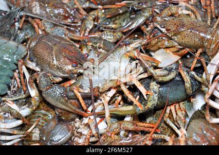 Live crawfish before cooking, boiling. Fresh crawfish background. Stock Photo