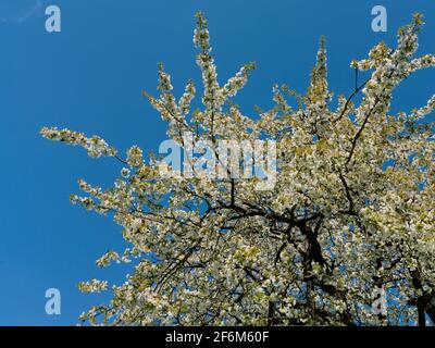 Kirschbaum in voller Blüte | cherry tree full ogf blossems Stock Photo