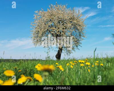 Kirschbaum in voller Blüte | cherry tree full ogf blossems Stock Photo