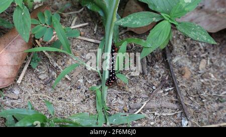 Black caterpillar with white spots on a white background Stock Photo ...