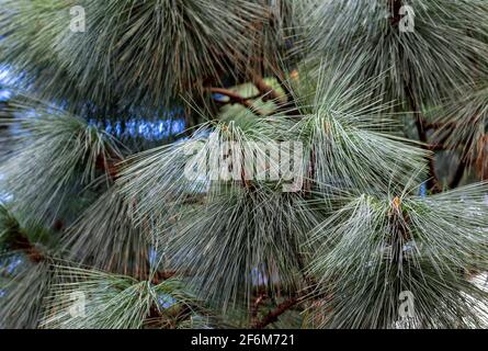 Pine needles of Himalaya pine evergreen conifer tree. Spiky foliage on branches. Nature background Stock Photo