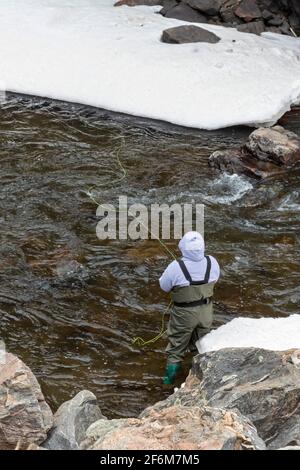 Golden, Colorado - A woman fly fishes in Clear Creek in early spring. Stock Photo