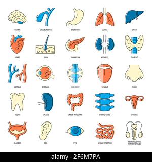 Medical collection of human organs icons in colored line style. Anatomy symbols set. Vector illustration. Stock Vector