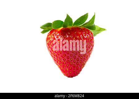 Single Greece strawberry isolated on a white background. Fresh organic ripe Spain strawbery Stock Photo