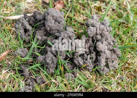 Worm casts on lawn, wormcast made by common earthworms, UK Stock Photo ...