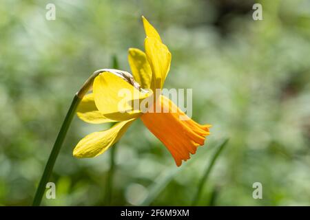 Cyclamineus narcissus group, close up of single daffodil flower, UK, during March or Spring Stock Photo