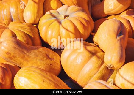 Orange pumpkins close-up. Mini pumpkin at outdoor farmers market in the sunlight Stock Photo