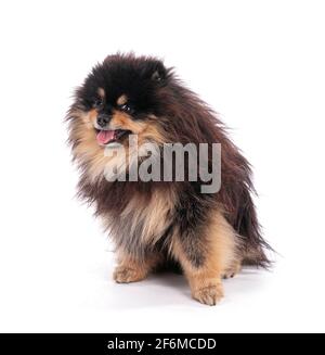 Portrait of an adorable Pomeranian bicolor on a white background Stock Photo